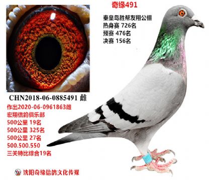 详细阅读:Carrier Pigeon Information Network Helmet Pigeon Public Shops in various places (Carrier Pigeon Public Shops Raceid) Carrier Pigeon Information Network Helmet Pigeon Public Shops in various places (Carrier Pigeon Public Shops Raceid)